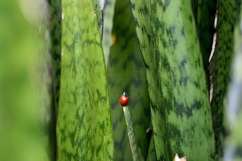 Ladybug on Snake Plant Selective-focus Photography