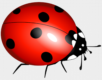 Ladybug PNG image free download