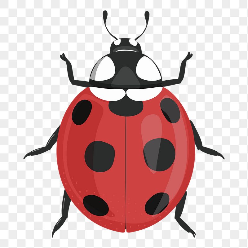 Ladybug png sticker, cute illustration, | Free PNG Illustration - rawpixel
