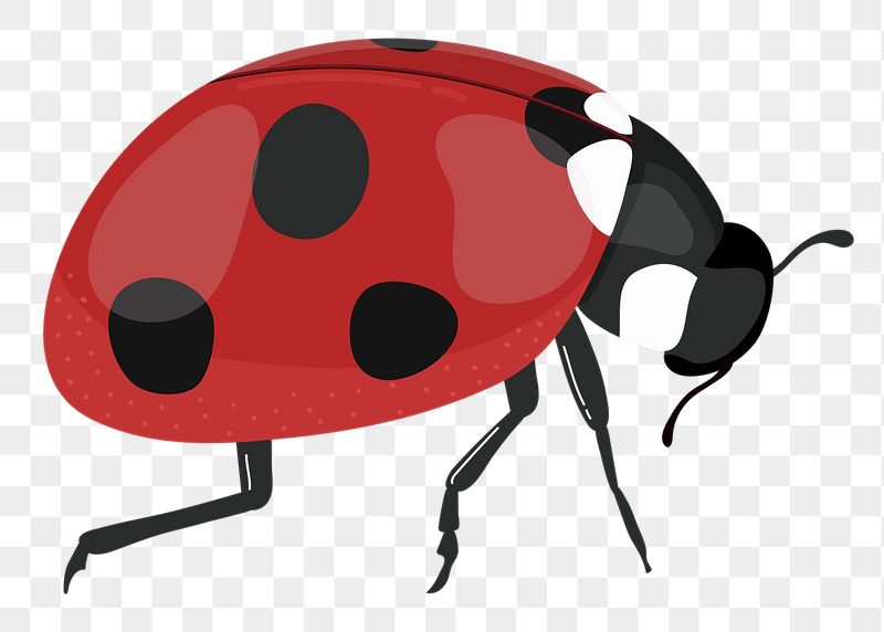 Ladybug png sticker, cute illustration, | Free PNG Illustration - rawpixel