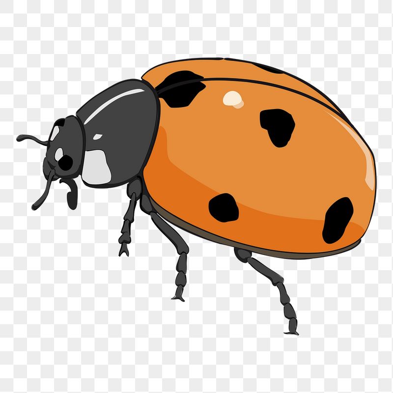 Ladybug png sticker, insect illustration | Free PNG - rawpixel