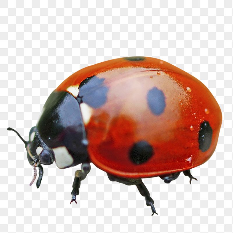 Ladybug  png sticker, transparent | Free PNG - rawpixel