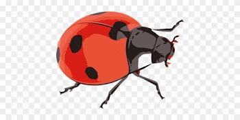 Ladybug Red Insect Nature Flying Little Be - 무당 벌레 Png