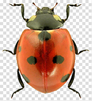Ladybug Transparent