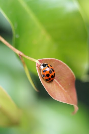 ladybug01.JPG
