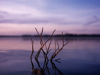 Lago Viola