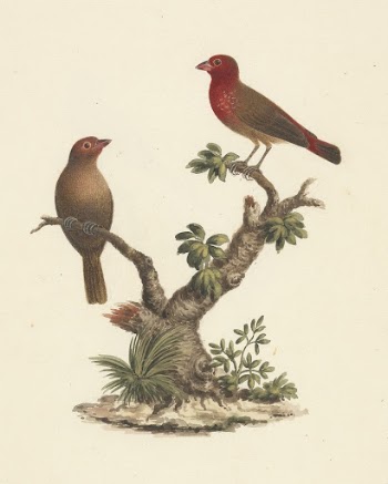 Lagonosticta senegala (Red-billed Firefinch) by Luigi | Free Photo - rawpixel