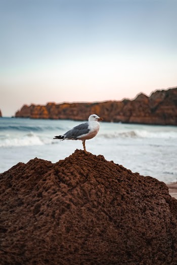 Lagos was actually the first place I was able to get really close to seagulls. There where a lot of them on the beaches and they were constantly fighting for the places with the best views. I tried to get a close shot and moved a little closer with every picture I took, but at some point my respect of them just got too big, so I stayed away. This one, that was actually taken from further away is definitely my favorite.