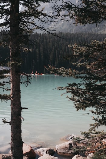 Lake and Forest during Day