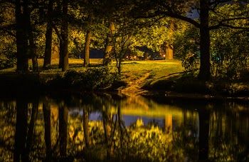 Lake Beside Forest Photography
