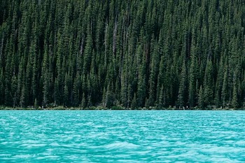 lake beside green pine trees
