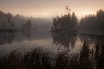 Lake in Forest