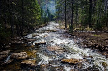 lake near forest