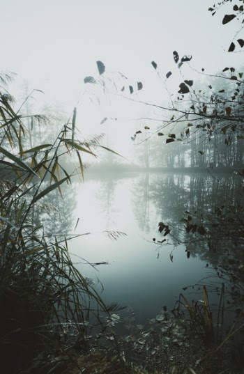 Lake Surrounded With Green-plants and Trees during Misty Day