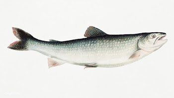 Lake Trout chromolithograph (1878) by Samuel Kilbourne. Original from .. | Free public domain illustration - 2335101