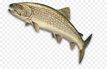 Lake trout Lake Superior Castaic Lake Pyramid Lake Lake Michigan - Fishing 