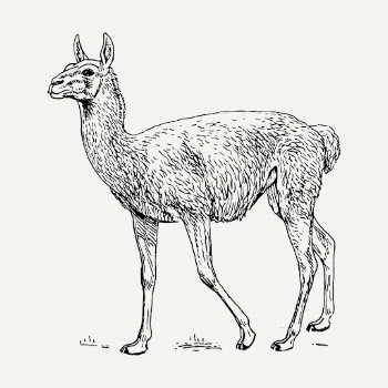 Lama Guanicoe drawing clipart, animal | Free PSD - rawpixel