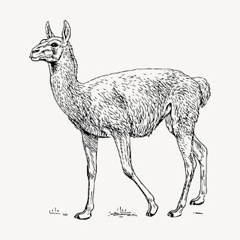 Lama Guanicoe hand drawn clipart, | Free Vector - rawpixel