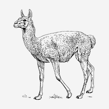 Lama Guanicoe hand drawn illustration. | Free Photo - rawpixel