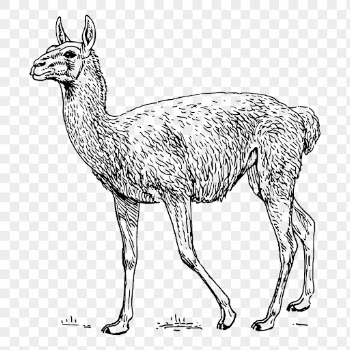 Lama Guanicoe png clipart, animal | Free PNG - rawpixel