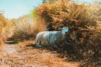 Lamb Laying On Grass 