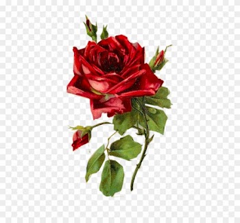 Laminas De Flores, Dibujos De Todo, Dibujo De Flores, - Red Rose Vintage Png