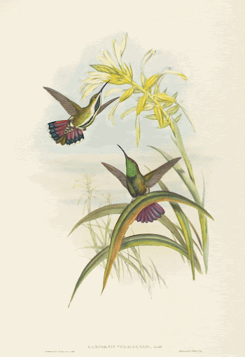 Lampornis veraguensis (Veraguan Mango) print | Free Photo - rawpixel