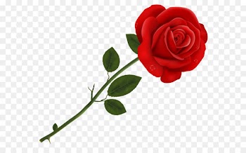 Lancaster Tea Red Rose Pizzeria Red Roses - Red Rose Transparent PNG Clipart 