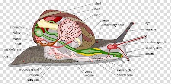 Land snail Anatomy Gastropods Cornu aspersum, ribbon cutting transparent background PNG clipart