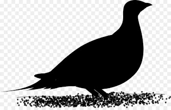 Landfowl Fauna Beak Silhouette Clip art -  