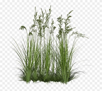 Landscape Design In The Garden - Plant With Transparent Background