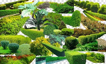 Landscape Greening Garden Vegetation, Green grass collection transparent background PNG clipart