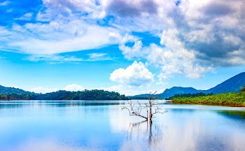 Landscape Photo of Bare Tree Surrounded by Body of Water