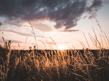 Landscape Photo of Brown Grains during Sunset