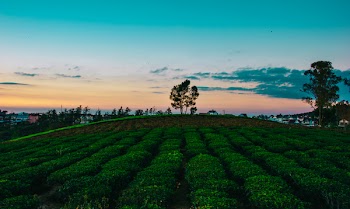 Landscape Photo of Field