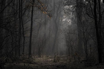 Landscape Photo of Forest