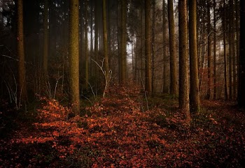 landscape photo of forest