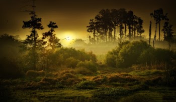 Landscape Photo of Forest