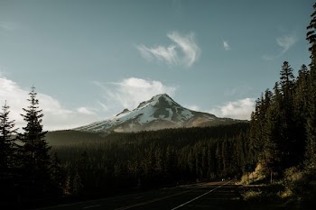landscape photo of green trees
