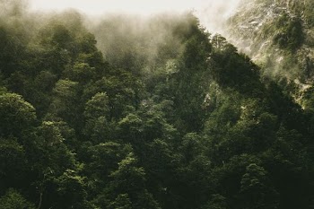 landscape photo of rainforest