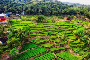 Landscape Photo of Rice Terraces