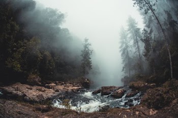 landscape photo of river between trees covered with fog