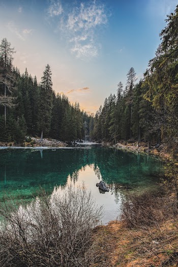 Landscape Photo of Riverand Pine Trees