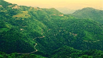 Landscape Photo of Roadway Covered in Green Trees
