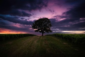 landscape photo of tree