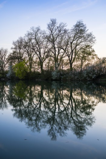 Landscape Photo of Tree on riverbed