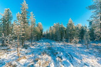 Landscape Photo of Trees during Snow