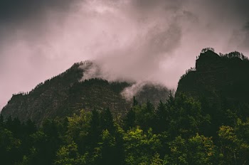 Landscape Photograph of Forest and Mountain