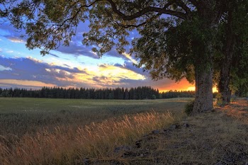 Landscape Photograph of Grass Field