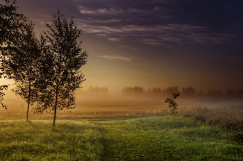 Landscape Photography Green Grass-field Beside Dark Foggy Forest during Golden Hour